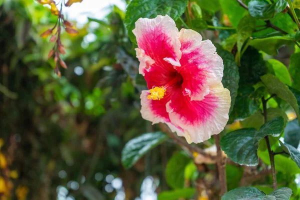Een Levendige Kleurrijke Hibiscus Bloem Van Dichtbij — Stockfoto