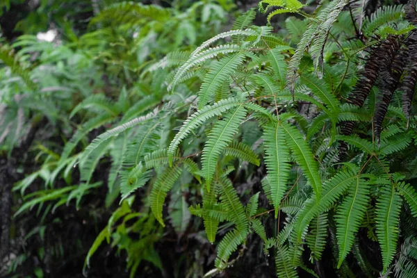 Grandes Folhas Verdes Plantas Selva — Fotografia de Stock