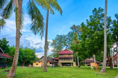 Güzel sarı bir inek evin önündeki çayırda otluyor. Tropik bir adada bir çiftlik