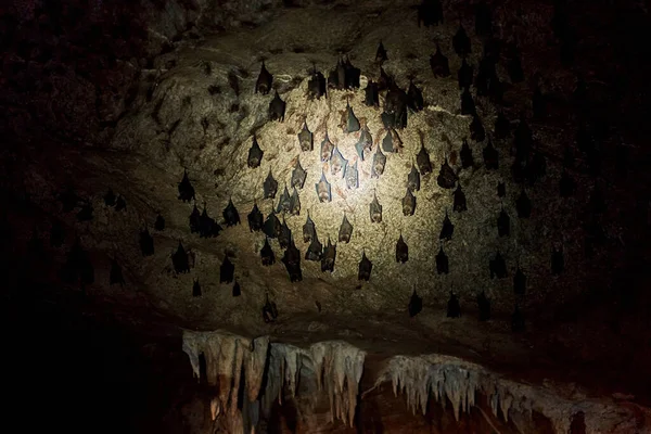 Bando Morcegos Dorme Teto Uma Caverna Com Uma Lanterna Caverna — Fotografia de Stock