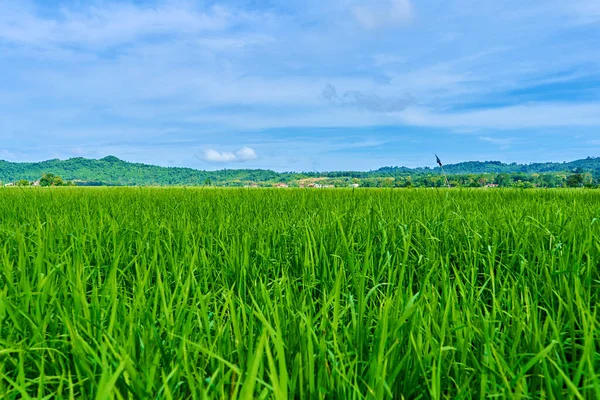 Εντυπωσιακό Τοπίο Πράσινο Ρύζι Τομέα Βουνά Στο Παρασκήνιο — Φωτογραφία Αρχείου