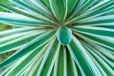 Bağışlanmış yaprak dokusu. Yukarıdan bak. Tropik bir bitkinin çizgili yaprakları.