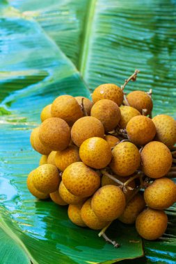Yeşil muz yaprağının arka planında bir sürü uzun dal var. Vitaminler, meyveler, sağlıklı yiyecekler..