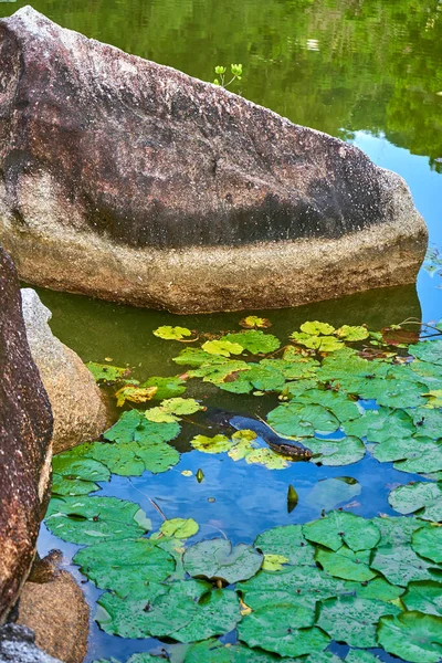 Monitor lizard in a lake in a green recreation park in Asia.