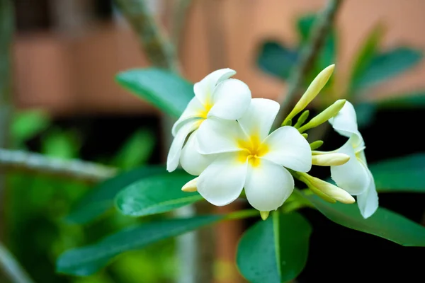 Frangipani Tropische Bloem Groeit Buiten Thailand — Stockfoto