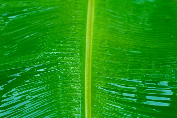 Gotas Lluvia Sobre Una Hoja Verde Plátano Jardín Después Lluvia —  Fotos de Stock