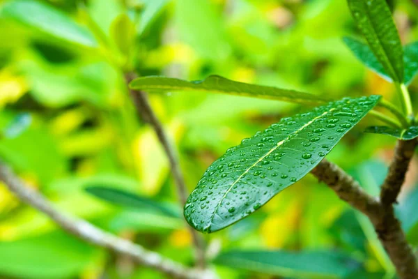 Regendruppels Een Groen Plumeria Blad Tuin Regen — Stockfoto