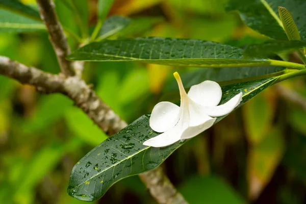 Frangipani Flor Tropical Crescendo Livre Tailândia — Fotografia de Stock