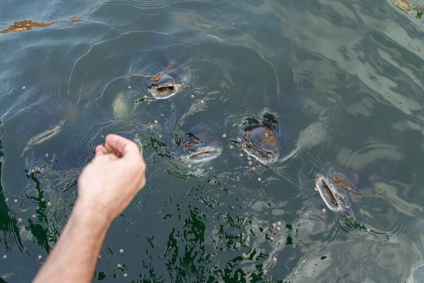 Bando Peixes Gato Nada Perto Superfície Água Implorando Por Comida — Fotografia de Stock