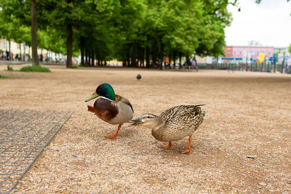 Pato Viviendo Parque Ciudad Retrato Pato — Foto de Stock