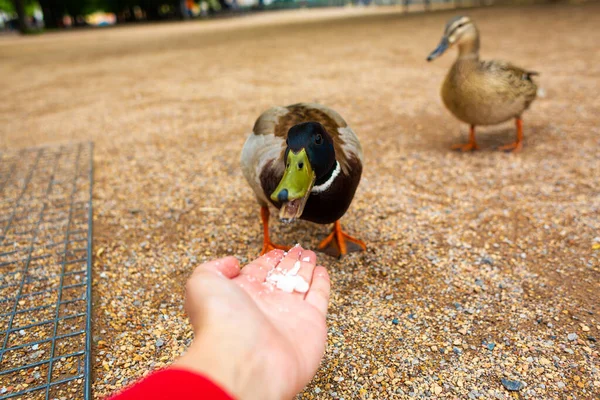 Homme Nourrit Canard Ses Mains Dans Parc Municipal Canard Drôle — Photo