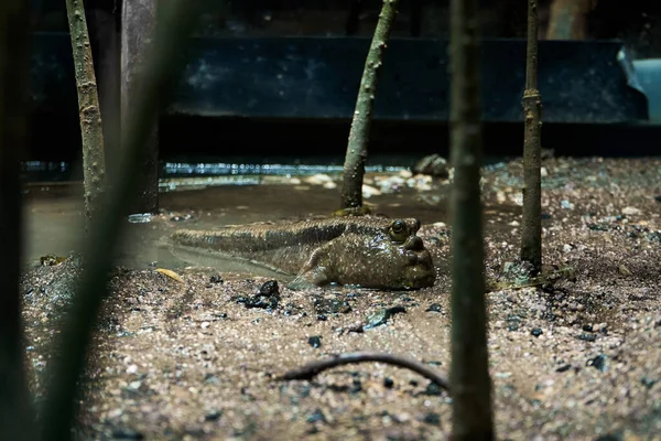 Ikan Mudskipper Bersembunyi Rawa Lumpur Tutup — Stok Foto