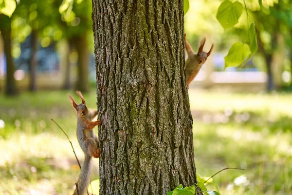 Eichhörnchen Auf Dem Baum Frühlingspark — Stockfoto