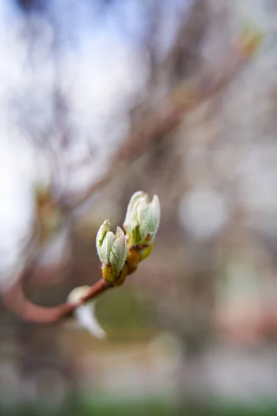 Tavasz Városban Bud Zöld Levelekkel Faágon — Stock Fotó