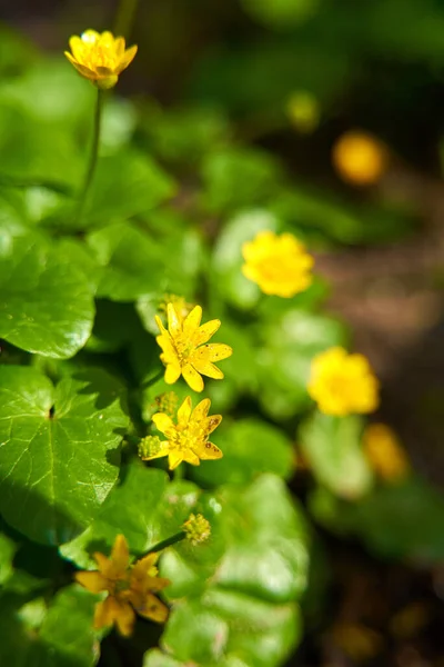Blooming Yellow Flowers Close Garden Walkaround — Fotografia de Stock