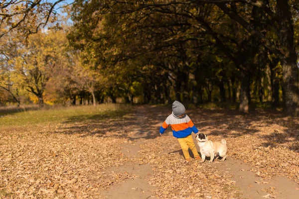 A child walks with a pug in the autumn park. Friends since childhood.