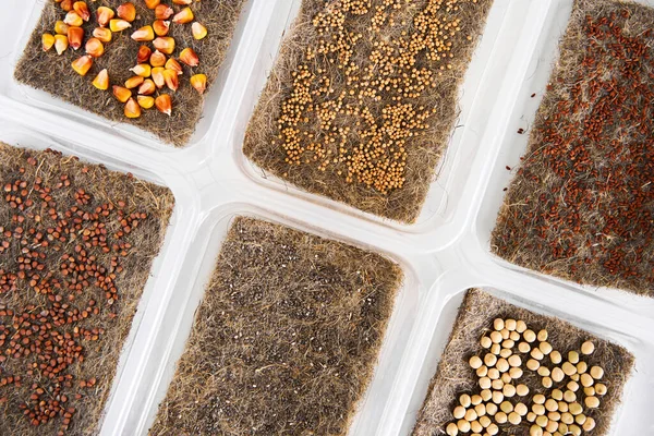 Microgreen Seeds Sorted Plastic Boxes Home Eco Greenery —  Fotos de Stock