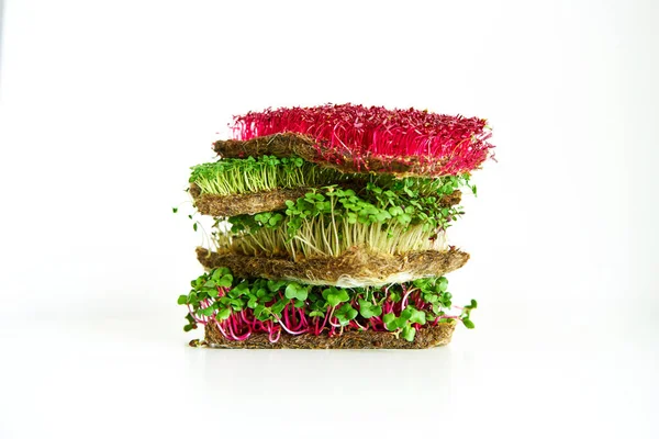 Microgreen plants mix of various plants. Person holding in hand. Growing microgreen mustard, chia, amaranth, radish seeds. Dense greenery growed on fabric. Against white background.