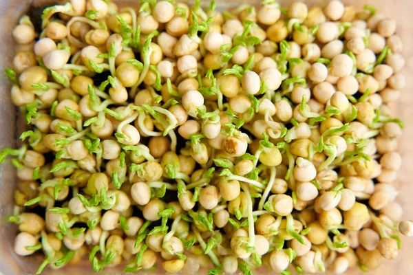 Pea Microgreen Seeds Sprouted Weaving Piece Agro Fabric — Zdjęcie stockowe