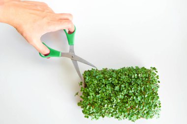 Harvesting microgreens. Person cutting plant with scissors.