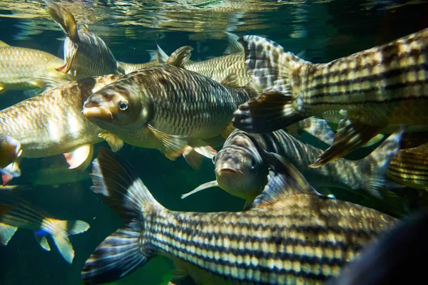 Interiér Mořského Světa Skleněné Akvárium Rybami — Stock fotografie