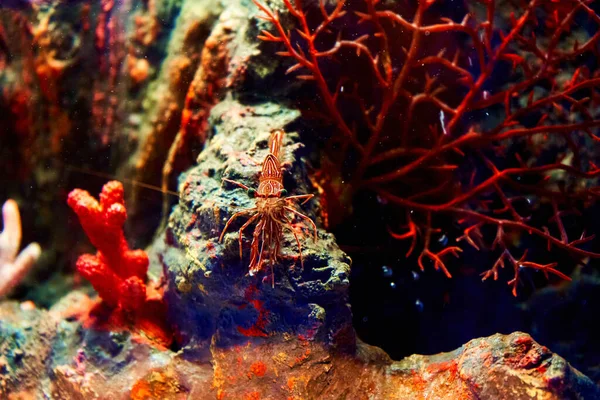 Havsräkor Akvariet Invånare Undervattensvärlden — Stockfoto