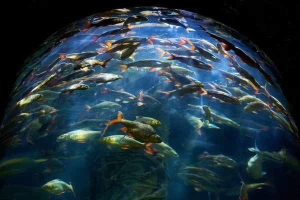 Interior Del Oceanario Mundo Del Mar Acuario Vidrio Con Peces —  Fotos de Stock