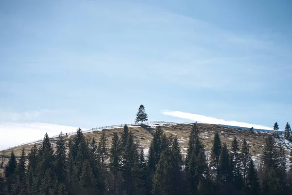 Ukrainian Karpaty Mountains Landscape Lone Tree Hill — ストック写真