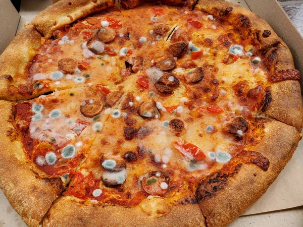 Pizza Que Esqueceste Durante Uma Semana Ela Ficou Molhada — Fotografia de Stock