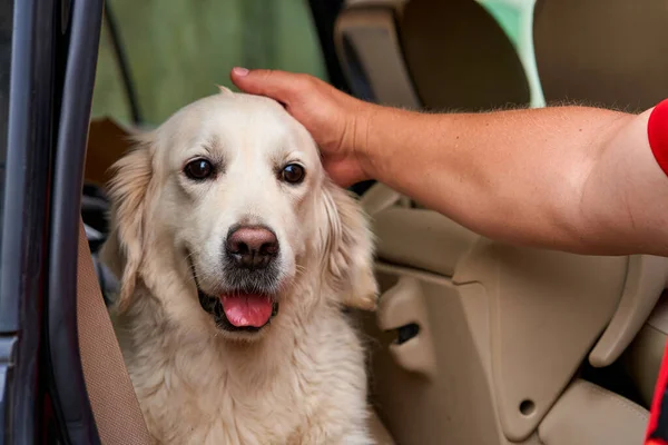Portrait of rescued dog with sad eyes.