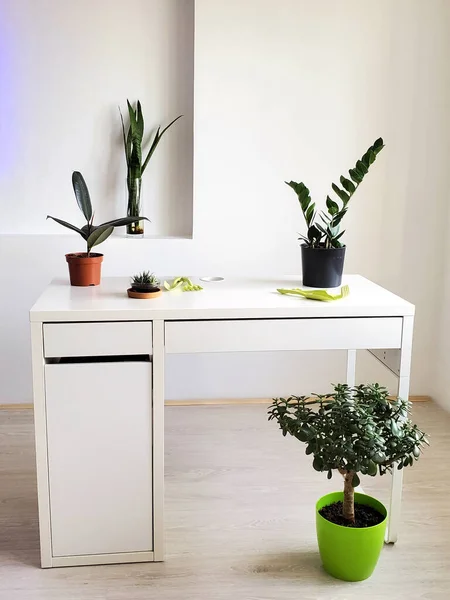 minimalist interior white desktop furnished with green potted plants.