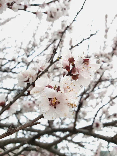 白花绽放在树枝上 春天的花园 — 图库照片