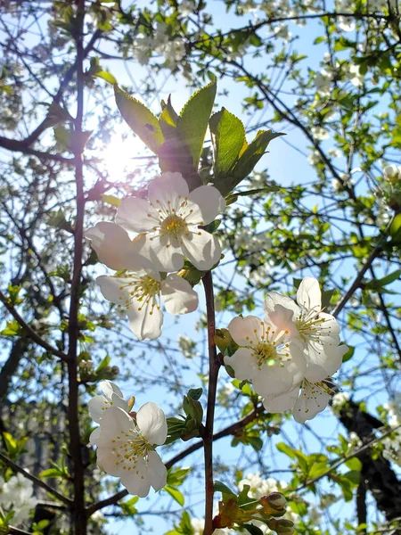 Virágzó Virág Faágon Tavaszi Növényzet — Stock Fotó