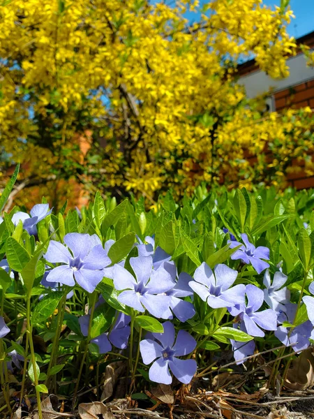 A lawn of flowers blue and yellow color in front of the house.