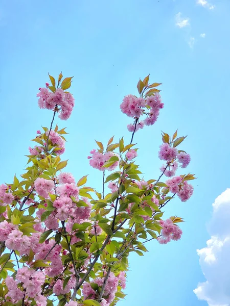 在蓝天的映衬下 在树枝上绽放着粉色的樱花 — 图库照片