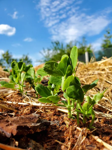 Groene Bladeren Van Erwtenspruiten Een Privé Moestuin — Stockfoto