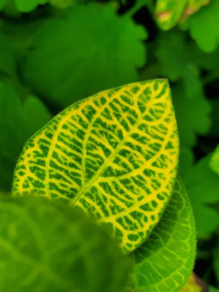 Clean eco greenery houseplant leaf close-up. Intense green color.