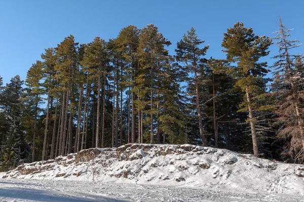 Madera de pino en colina de nieve —  Fotos de Stock