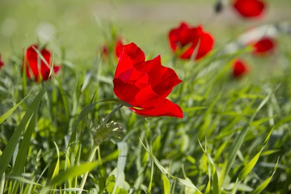 Невзращенные красные маки на весеннем поле. Израиль . — стоковое фото
