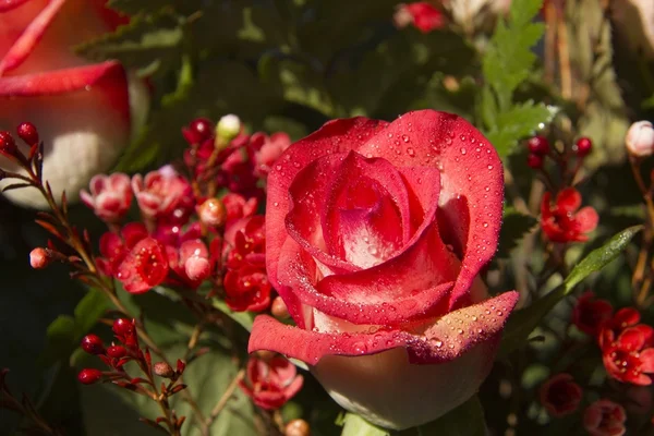 Rosa rosa hermosa. —  Fotos de Stock