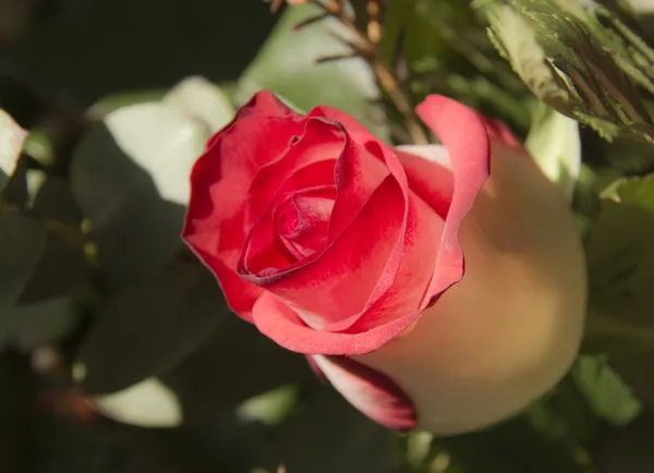 Jediné krásné růžové růže bud na tmavém pozadí — Stock fotografie