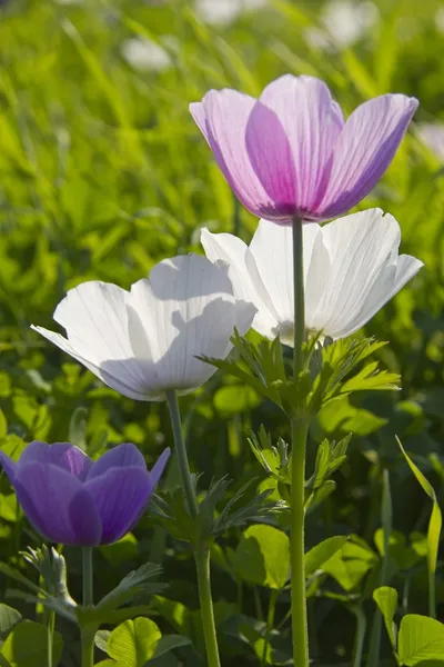 Bahar field.israel ekilmemiş çiçeği..