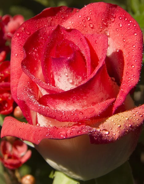 Único rosa rosa gotas de água — Fotografia de Stock