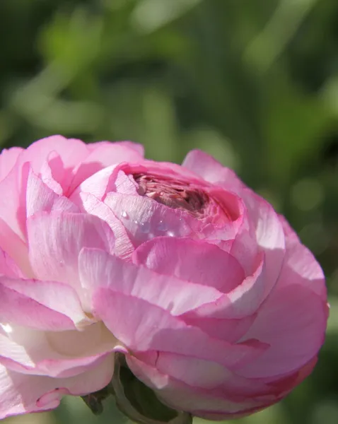 Rosa persische Butterblume — Stockfoto