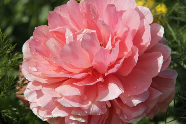 Rosa persische Butterblume mit Wassertropfen — Stockfoto