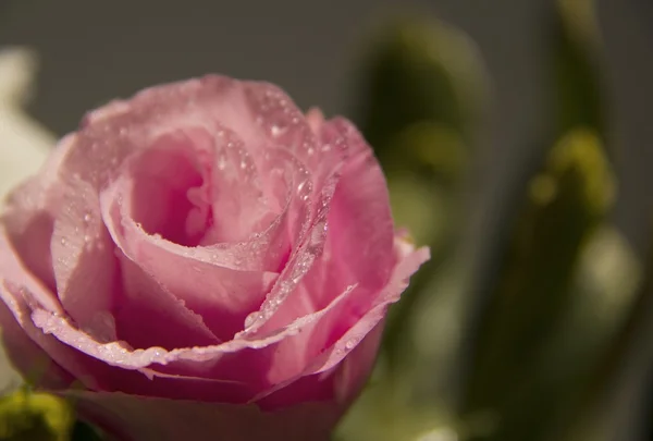 ดอกไม้สีชมพู Eustoma ดอกไม้ที่มีน้ําหยด — ภาพถ่ายสต็อก