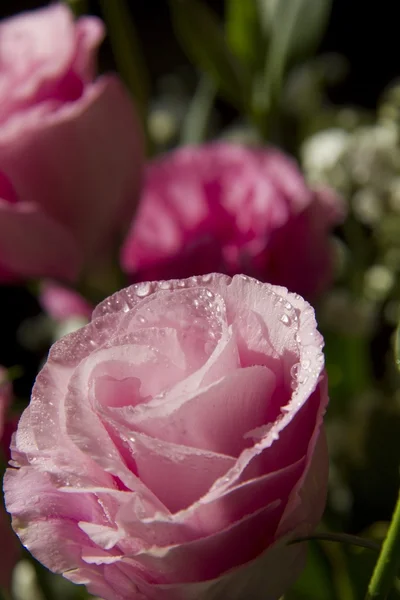 Eustoma różowy kwiat z waterdrops — Zdjęcie stockowe