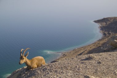 ein gedi, dead sea, İsrail yakınındaki Nubain dağ keçisi dinlenme
