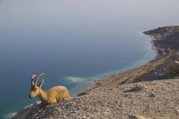 Repos Nubain ibex près de Ein Gedi, Mer Morte, Israël — Photo