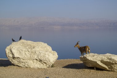 ein gedi, dead sea, İsrail yakınındaki Nubain dağ keçisi dinlenme